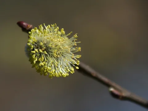 Nahaufnahme eines runden gelbgrünen Weidenkätzchens mit vielen gelben Staubblättern an einem braunen Zweig mit roter Knospe, vor unscharfem dunklem Hintergrund.