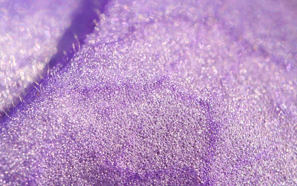 Nahaufnahme einer violetten, körnig glitzernden Oberfläche mit feinen Härchen und hellen Kügelchen, diagonal von einer dunkleren Falte durchzogen.