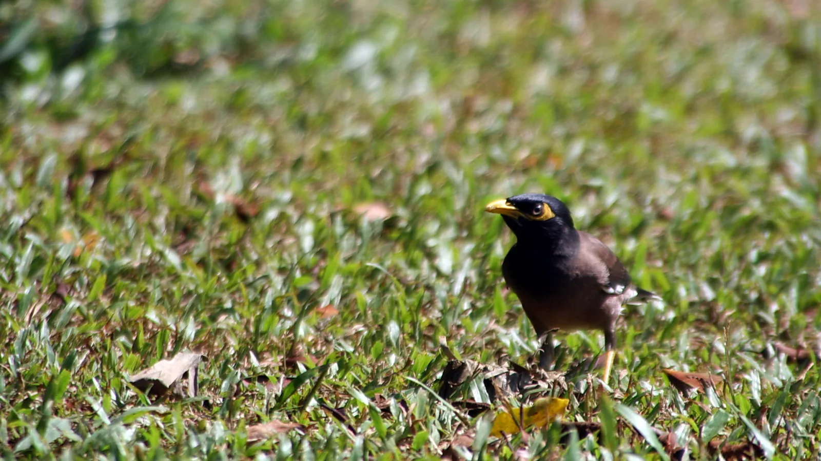 Ein schwarzbrauner Vogel mit gelbem Schnabel und gelbem Augenfleck steht im hohen Gras, nach links gewandt.