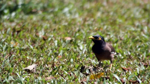 Ein schwarzbrauner Vogel mit gelbem Schnabel und gelbem Augenfleck steht im hohen Gras, nach links gewandt.