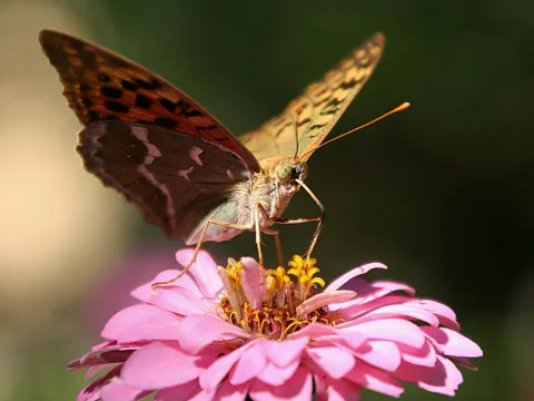 Ein brauner Schmetterling mit ausgestrecktem Rüssel sitzt auf einer rosa Zinnienblüte vor unscharfem grünem Hintergrund.