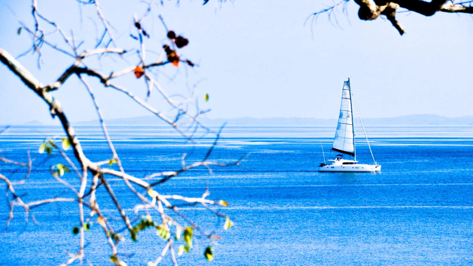 Ein weißer Katamaran mit gesetztem Segel fährt auf ruhigem, blauem Meer. Links im Vordergrund ragen kahle Zweige mit einzelnen gelben und roten Blättern ins Bild, im Hintergrund zeichnet sich eine flache Inselkette am Horizont ab.