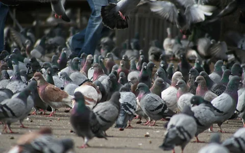 Ein dichter Schwarm grauer Tauben sammelt sich auf einem Steinboden, einige fliegen im Vordergrund und oben, am oberen Bildrand sind Beine in Jeans zu sehen.