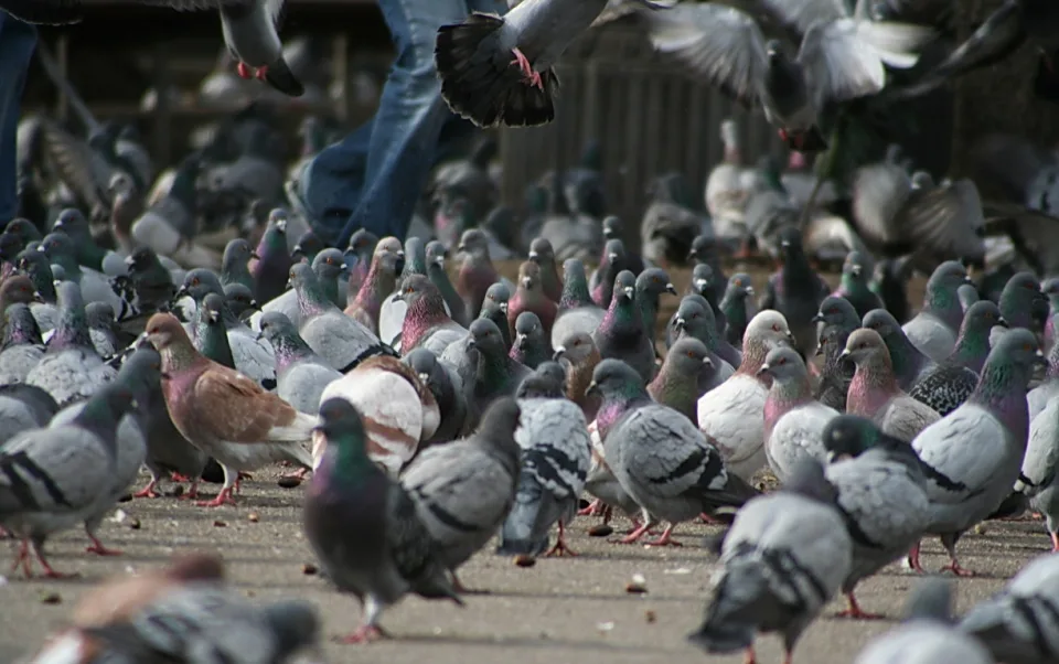 Ein dichter Schwarm grauer Tauben sammelt sich auf einem Steinboden, einige fliegen im Vordergrund und oben, am oberen Bildrand sind Beine in Jeans zu sehen.