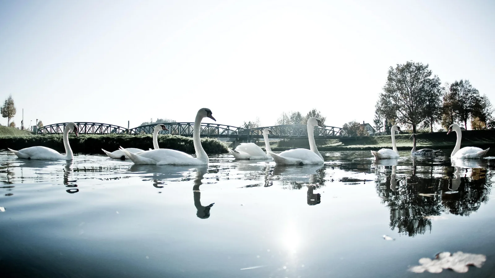 Mehrere weiße Schwäne schwimmen auf einem ruhigen Fluss, im Hintergrund eine Brücke und Bäume im herbstlichen Gegenlicht.
