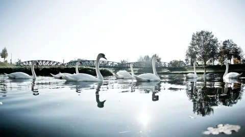 Mehrere weiße Schwäne schwimmen auf einem ruhigen Fluss, im Hintergrund eine Brücke und Bäume im herbstlichen Gegenlicht.