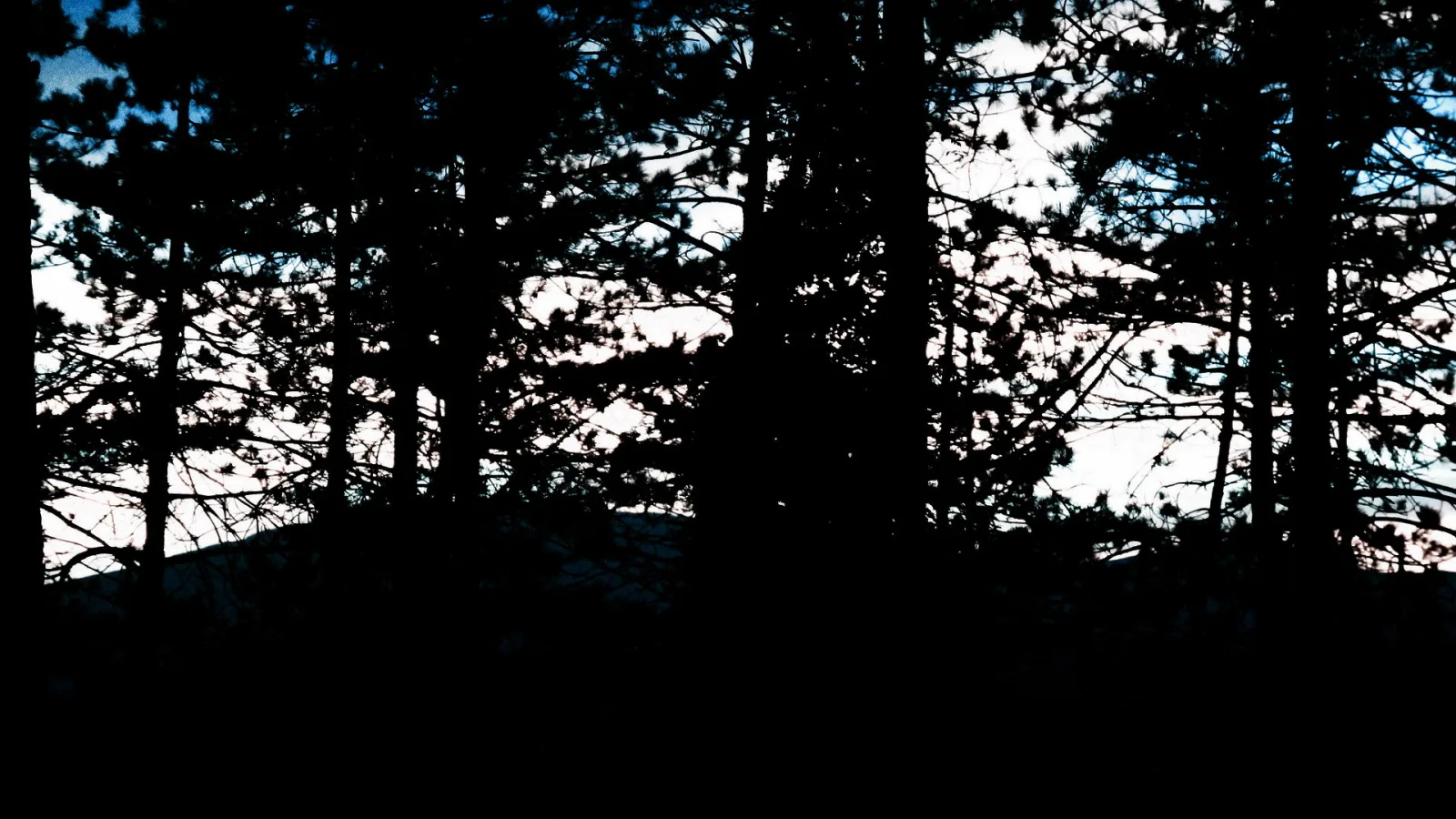 Silhouetten von Kiefernstämmen und Ästen vor einem dunklen Himmel, im unteren Bereich ein dunkler Hügel.