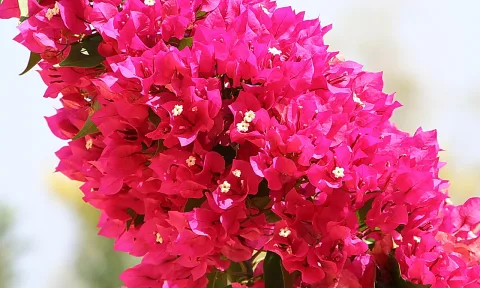 Dichte Bougainvillea mit magentaroten Hochblättern und kleinen weißen Blüten vor hellem, unscharfem Hintergrund.