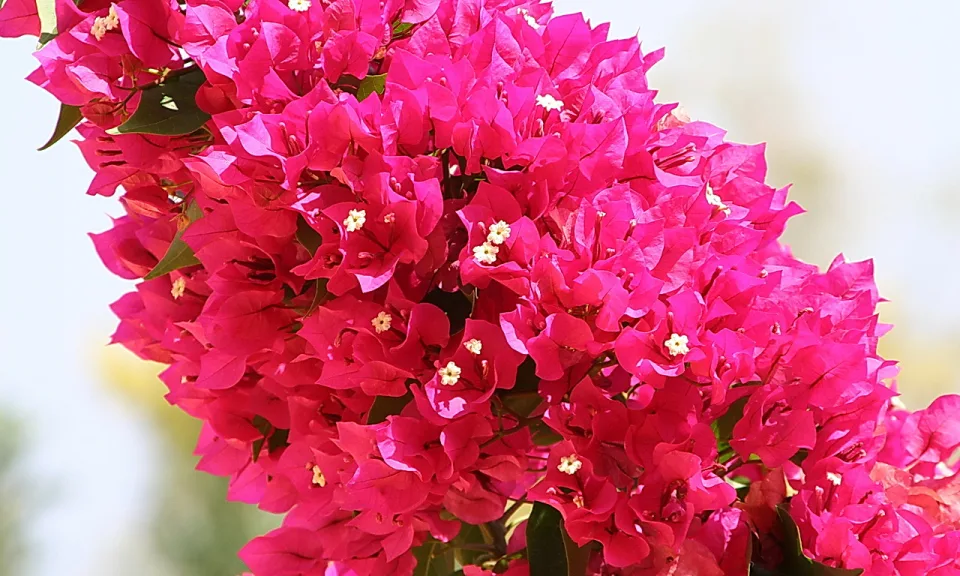 Dichte Bougainvillea mit magentaroten Hochblättern und kleinen weißen Blüten vor hellem, unscharfem Hintergrund.
