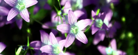 Mehrere violette, sternförmige Blüten mit hellen Staubgefäßen vor unscharfem, dunkelgrünem Hintergrund.