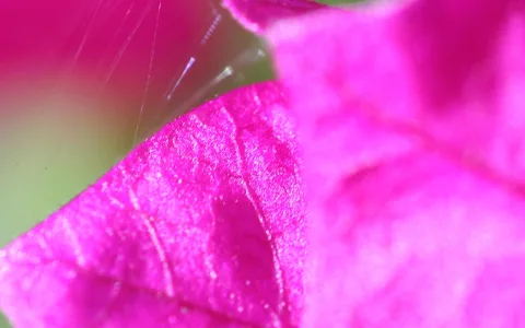 Nahaufnahme eines pinkfarbenen Blattes mit deutlich sichtbaren Adern, im unscharfen Hintergrund zarte Spinnfäden vor grüner Fläche.