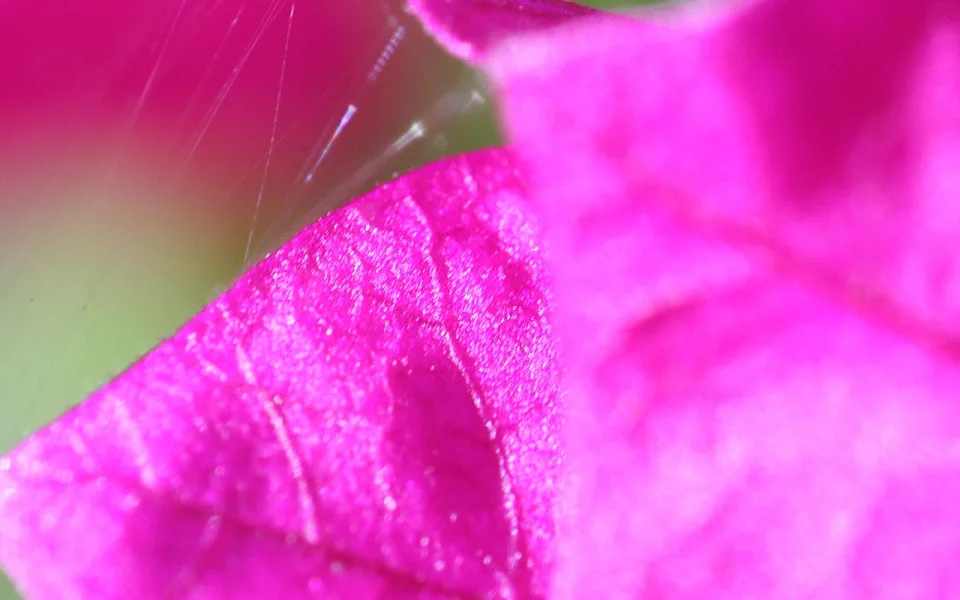 Nahaufnahme eines pinkfarbenen Blattes mit deutlich sichtbaren Adern, im unscharfen Hintergrund zarte Spinnfäden vor grüner Fläche.