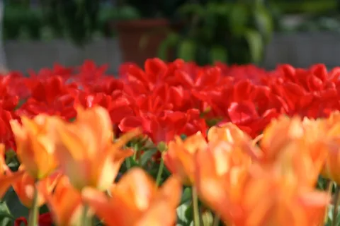 Ein Tulpenbeet mit roten und orangefarbenen Blüten im Vordergrund, dahinter unscharfes Grün, eine Mauer und ein Blumentopf.