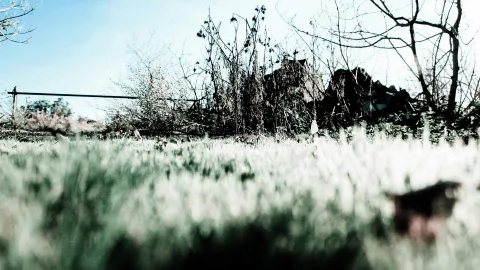 Niedriges Gras im Vordergrund, dahinter verdorrte Sträucher und kahle Äste vor blassblauem Himmel, Gegenlicht.