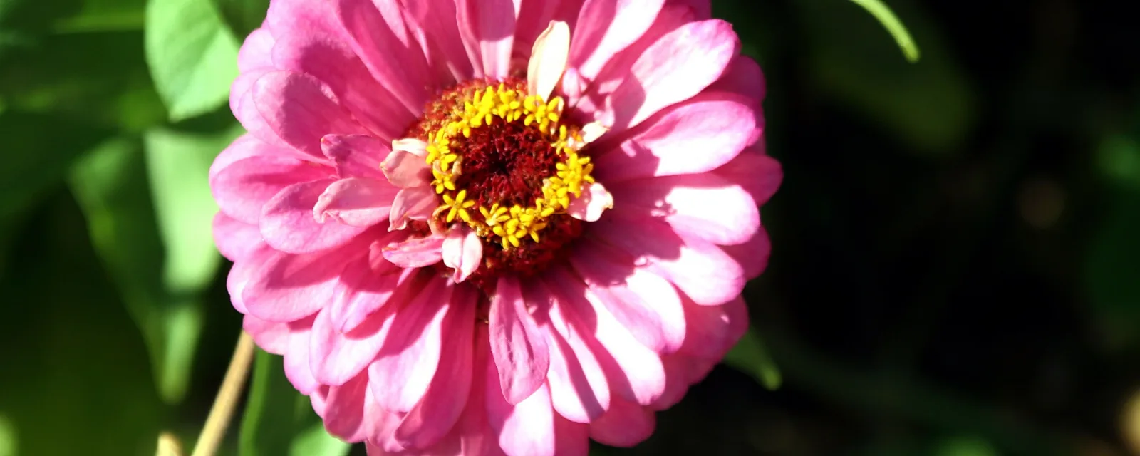 Rosafarbene Zinnienblüte mit gelbem Blütenstand in der Mitte, umgeben von dunkelgrünem Laub.