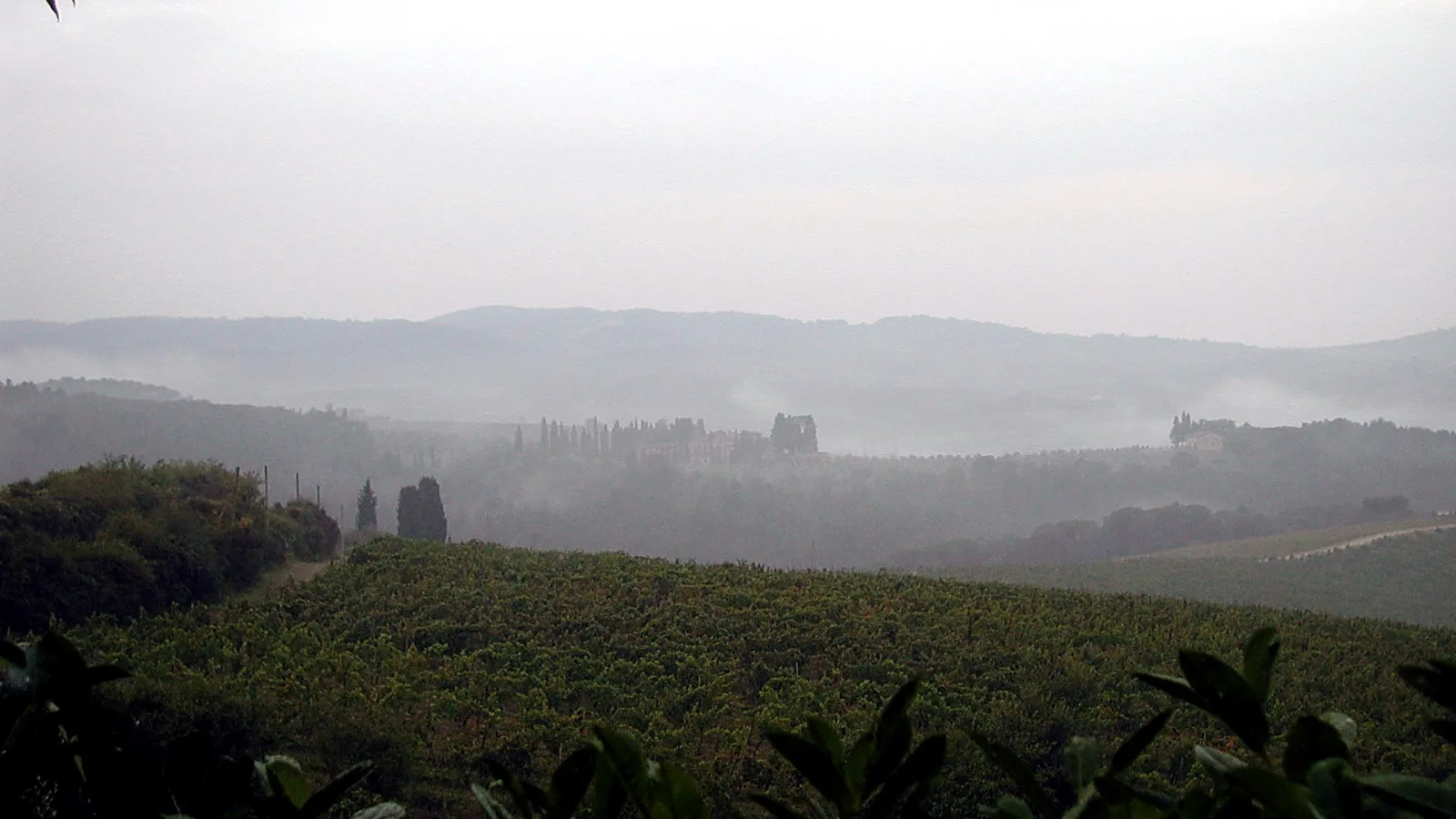 Weinberge in grün-grauem Nebel, dahinter bewaldete Hügel und ein Gebäudekomplex mit Zypressen am Horizont