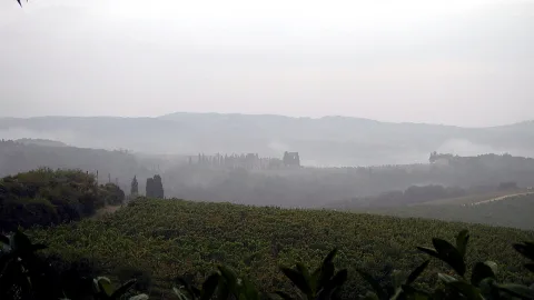 Weinberge in grün-grauem Nebel, dahinter bewaldete Hügel und ein Gebäudekomplex mit Zypressen am Horizont