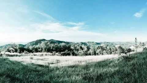 Weite Wiese mit hohen Gräsern im Vordergrund, dahinter bewaldete Hügel unter blauem Himmel mit Schleierwolken.