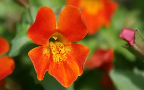 Nahaufnahme einer orangefarbenen Gauklerblume mit gelb gesprenkeltem Schlund vor unscharfem, grünem Blätterhintergrund