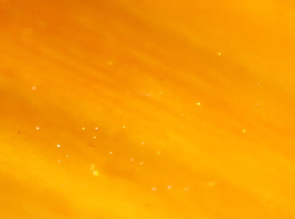 Nahaufnahme einer orangefarbenen Blütenoberfläche mit feinen hellen Punkten und sanften Streifen.