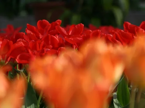 Ein Beet roter Tulpen in der Bildmitte, im Vordergrund unscharfe orangefarbene Blüten, im Hintergrund dunkles Grün.
