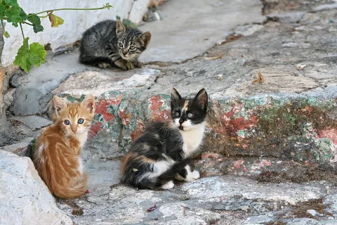 Drei junge Katzen sitzen auf verwitterten Steinstufen: links eine rotgelbe, in der Mitte eine schwarz-weiß-getigerte, oben eine getigerte Katze im Hintergrund.