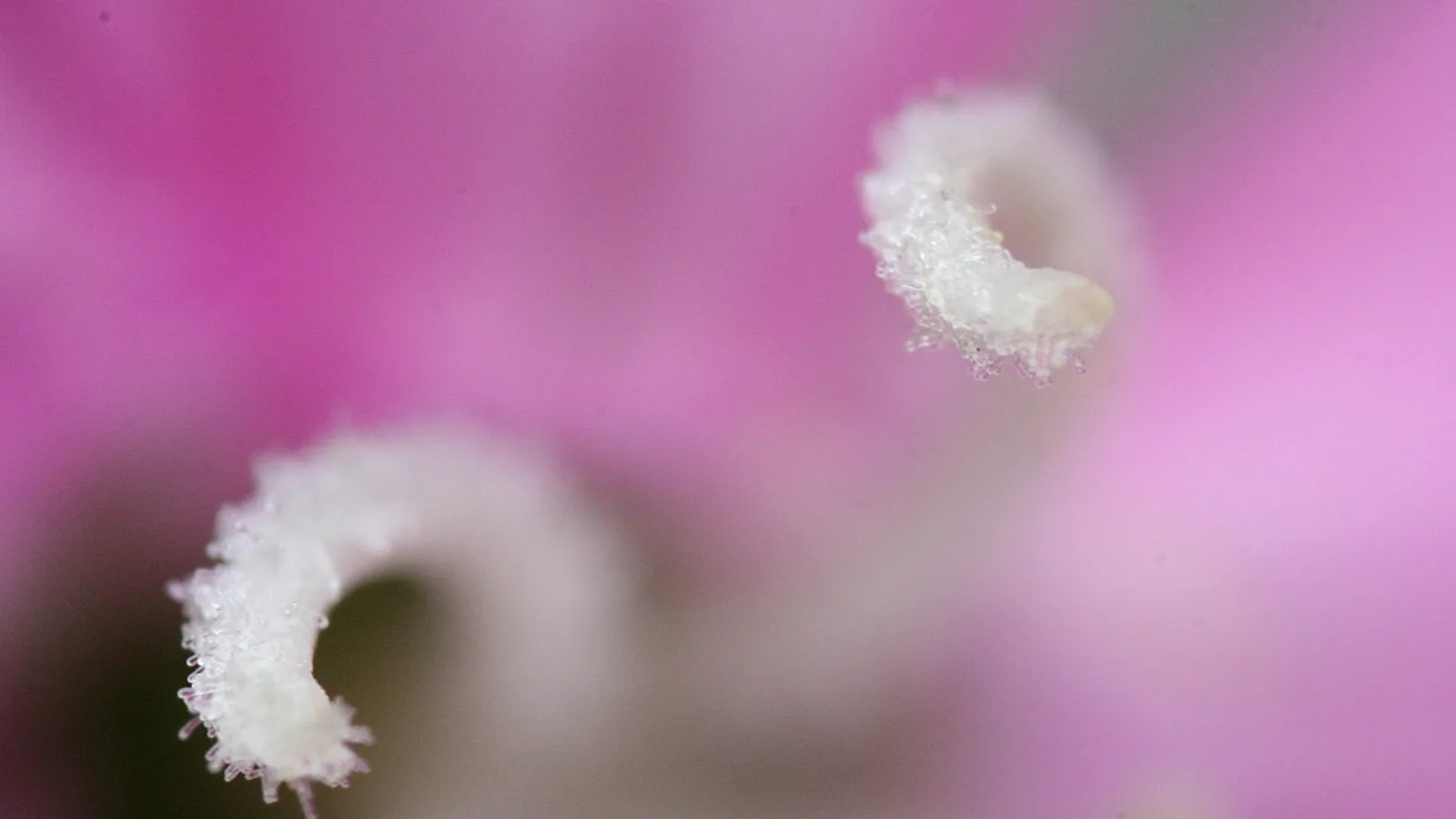 Zwei weiße, gekräuselte Blütenstempel mit feinen Härchen vor einem rosa verschwommenen Hintergrund.