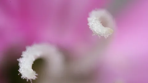 Zwei weiße, gekräuselte Blütenstempel mit feinen Härchen vor einem rosa verschwommenen Hintergrund.