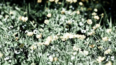 Dichte Wiese mit gelben Hahnenfuß-Blüten und kleinen weißen Blumen zwischen grünen Gräsern, im Vordergrund unscharf.