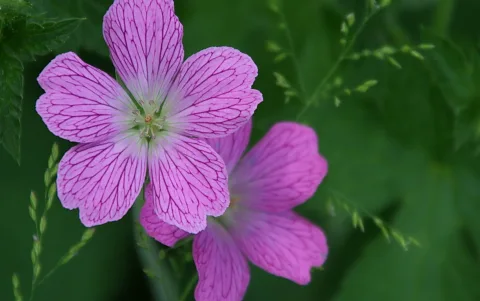 Zwei rosafarbene Storchschnabelblüten mit dunkelvioletten Adern vor unscharf grünem Hintergrund