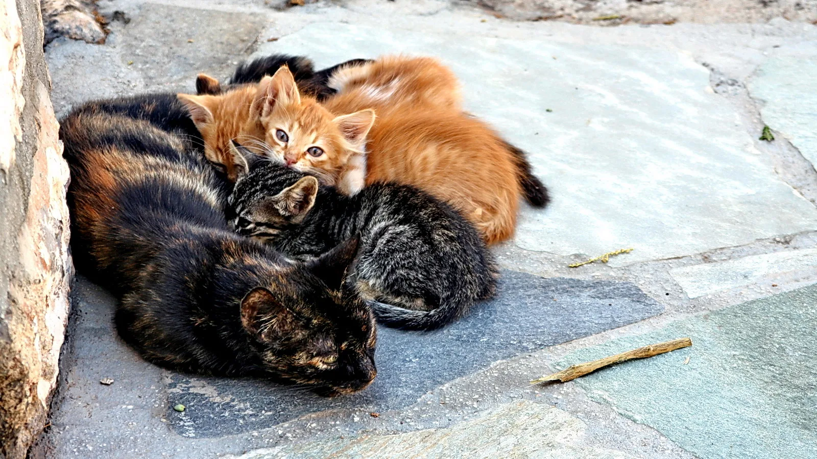 Eine dunkle Tigerkatze liegt auf grauen Steinplatten, an sie gekuschelt sind zwei junge Kätzchen, ein orangefarbenes und ein getigertes.