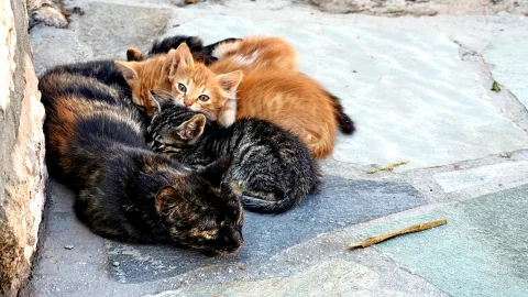 Eine dunkle Tigerkatze liegt auf grauen Steinplatten, an sie gekuschelt sind zwei junge Kätzchen, ein orangefarbenes und ein getigertes.