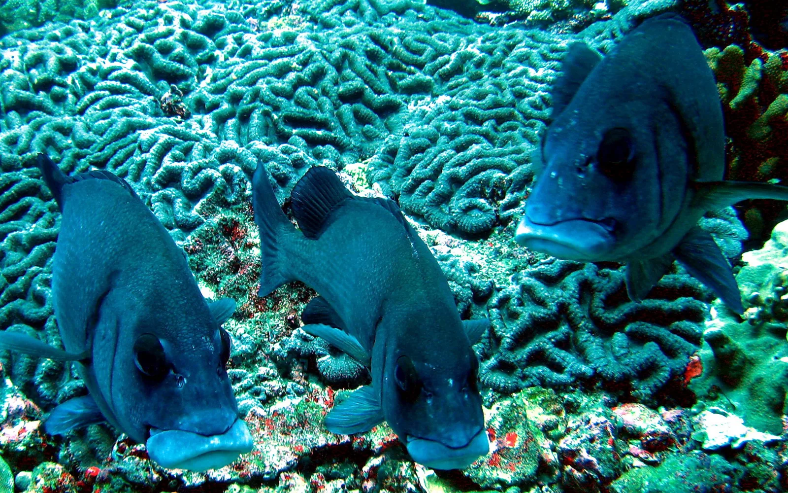 Drei dunkelblaue Fische mit dicken Lippen schwimmen nebeneinander über einem Riff aus Hirnkorallen.