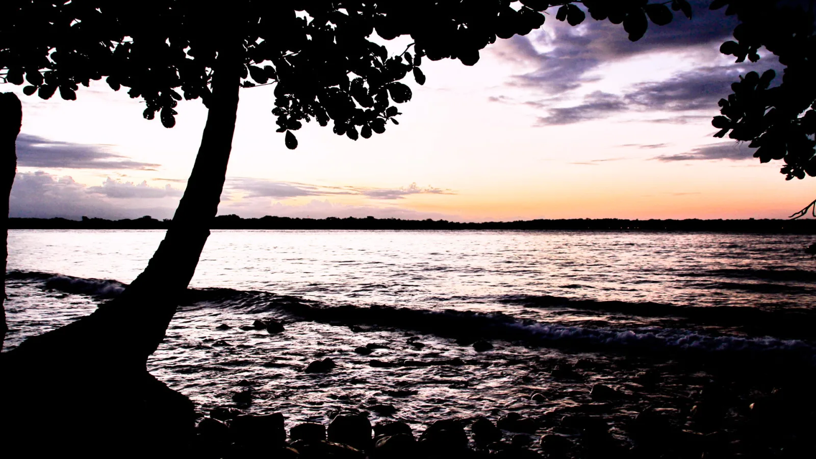 Silhouette eines schräg stehenden Baums mit dichtem Blätterdach am Ufer, im Vordergrund Felsen, dahinter Wellen und Wasser bei Sonnenuntergang mit violettem und orangefarbenem Himmel.