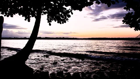 Silhouette eines schräg stehenden Baums mit dichtem Blätterdach am Ufer, im Vordergrund Felsen, dahinter Wellen und Wasser bei Sonnenuntergang mit violettem und orangefarbenem Himmel.