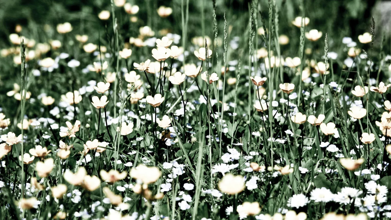 Dichte Frühlingswiese mit cremefarbenen Hahnenfuß-Blüten und kleinen weißen Blumen zwischen hohen grünen Gräsern.