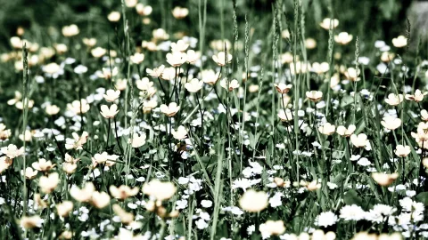 Dichte Frühlingswiese mit cremefarbenen Hahnenfuß-Blüten und kleinen weißen Blumen zwischen hohen grünen Gräsern.