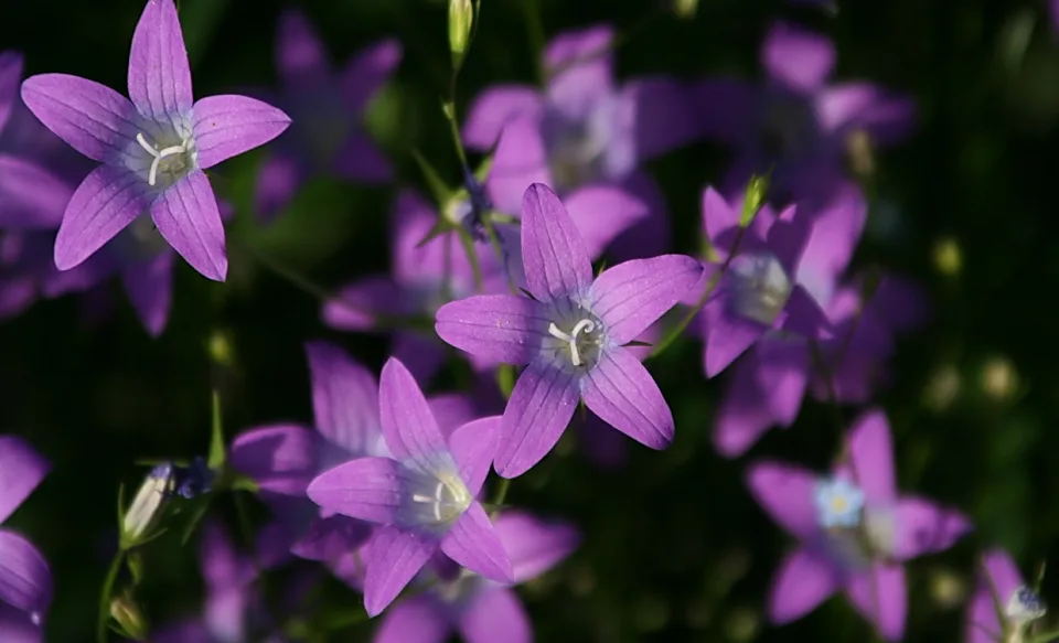Mehrere violette, sternförmige Glockenblüten mit weißen Staubfäden vor dunkelgrünem, unscharfem Hintergrund.