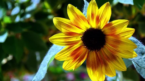 Eine gelbe Sonnenblume mit dunkler Mitte und orangefarbenen Streifen auf den Blütenblättern, davor unscharfes grünes Laub und ein graugrünes Blatt.