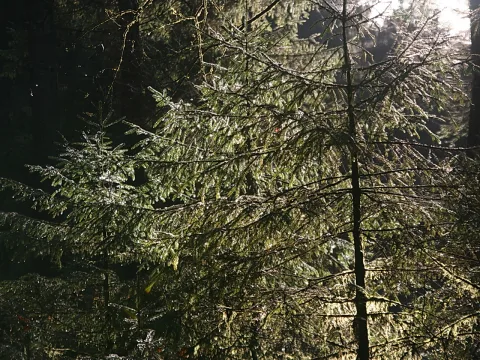 Dichte Fichtenzweige im Gegenlicht, die Sonne fällt zwischen den Nadeln hindurch und lässt sie hell aufleuchten.