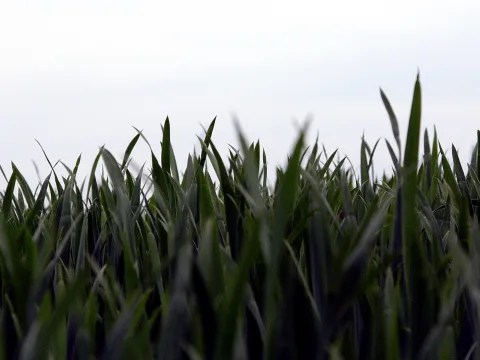 Dichtes, dunkelgrünes Gras mit spitzen Halmen ragt von unten ins Bild, darüber ein fast weißer, bewölkter Himmel.
