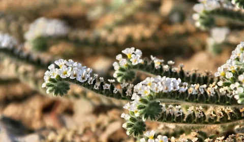Mehrere Zweige mit kleinen weißen Blüten, teils eingerollt, vor unscharfem braunem Hintergrund