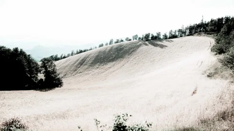 Ein abgeerntetes oder reifes Getreidefeld zieht sich einen sanften Hügel hinauf, am Kamm stehen Bäume vor hellem Himmel, links ein dunkler Baumstreifen.