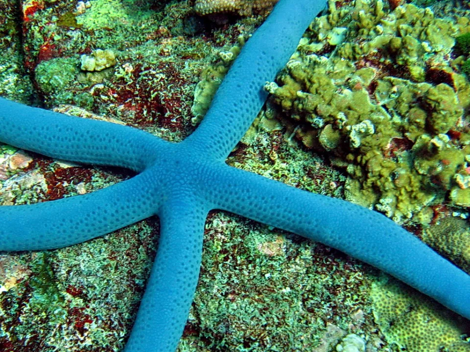 Ein hellblauer Seestern mit fünf Armen liegt auf einem bewachsenen Korallenriff unter Wasser, daneben gelb-grüne Koralle.