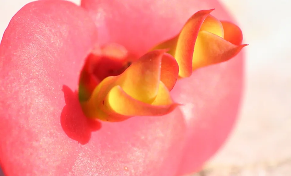 Makroaufnahme einer rosa Blüte mit einem gedrehten, gelb-orangefarbenen Blütenkern in der Bildmitte.
