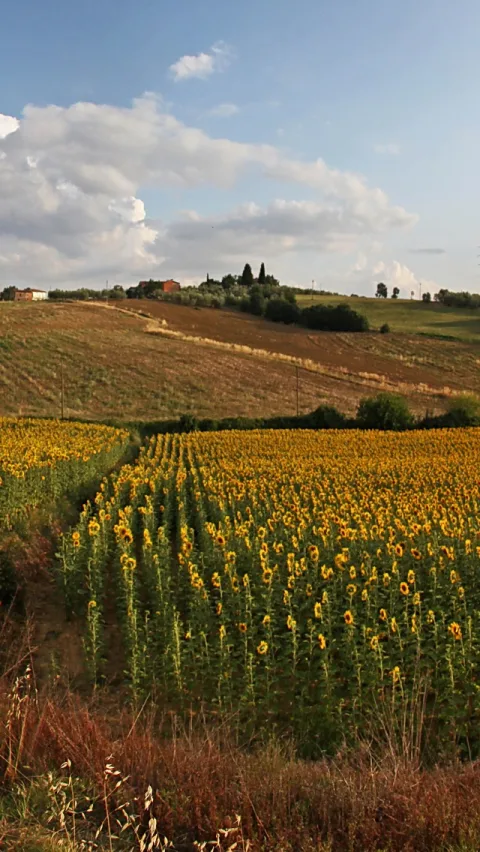 Hochformat: Ein Feld mit gelb blühenden Sonnenblumen führt in Reihen hinauf zu welligen, braunen und grünen Hügeln mit einem Gehöft und Zypressen, darüber ein blauer Himmel mit weißen Wolken.