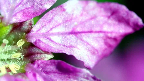 Nahaufnahme einer violetten Blüte mit geäderten Blütenblättern und gelbgrünen Staubgefäßen vor unscharfem Hintergrund