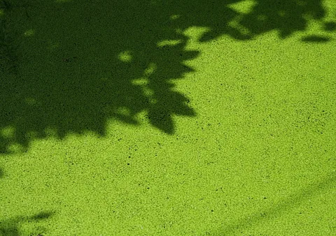 Dichter grüner Teppich aus Wasserlinsen auf einem Teich, oben links fallen die dunklen Schatten von Blättern.
