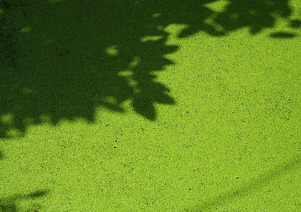 Dichter grüner Teppich aus Wasserlinsen auf einem Teich, oben links fallen die dunklen Schatten von Blättern.