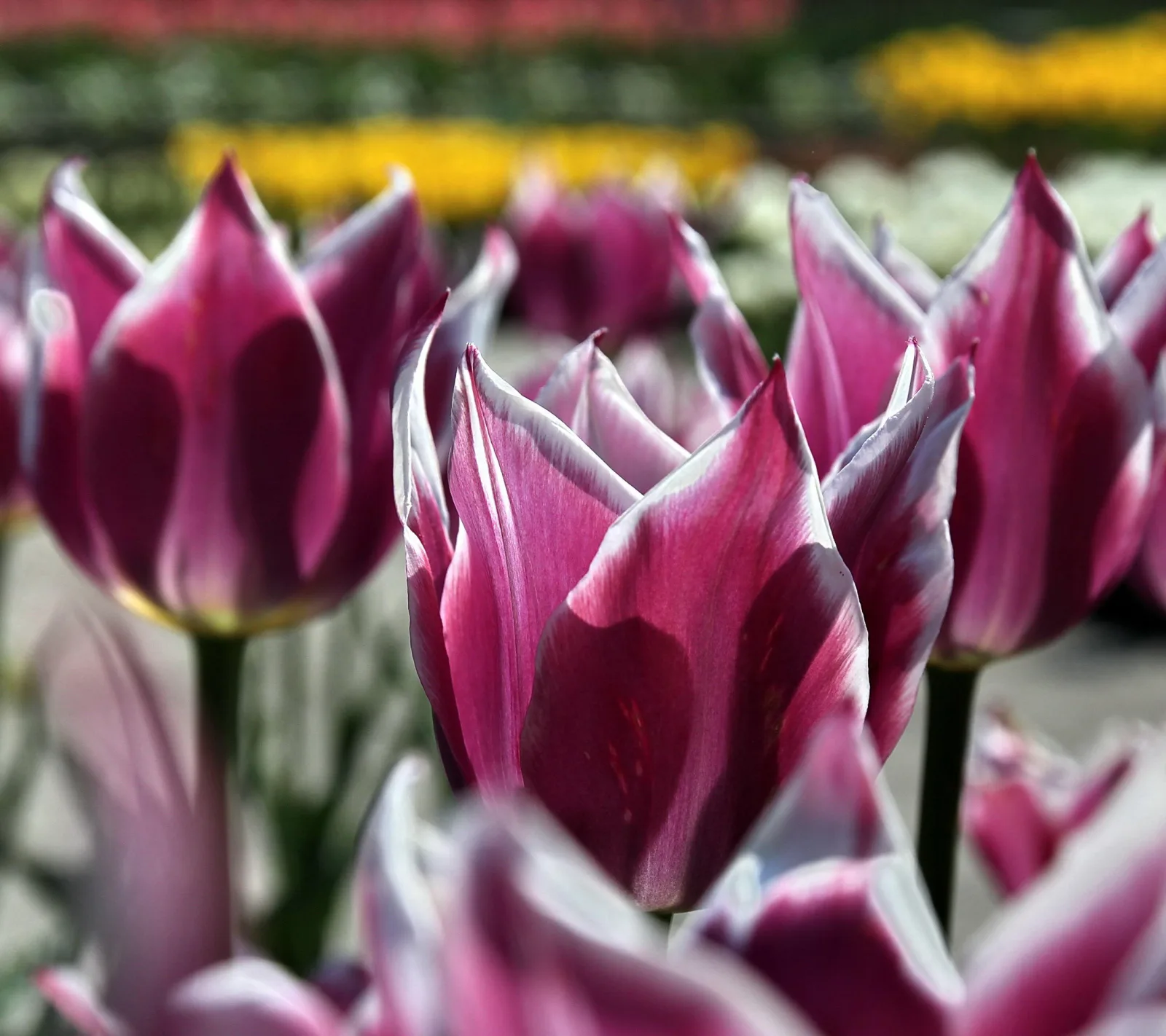 Nahaufnahme von lila Tulpen mit weißen Blütenrändern, im Hintergrund unscharfe gelbe und rote Tulpenreihen
